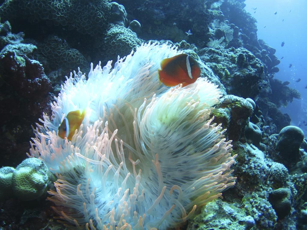 Taveuni Island Resort & Spa Матеи Экстерьер фото