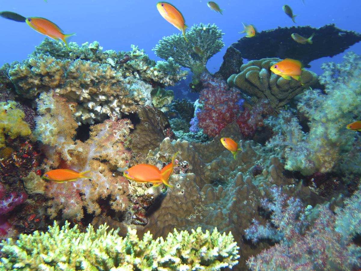 Taveuni Island Resort & Spa Матеи Экстерьер фото